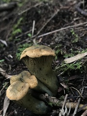 Gloeocantharellus