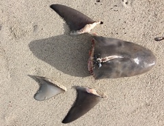 Carcharhinus