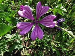 Malva sylvestris