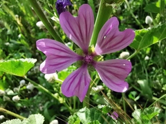 Malva sylvestris