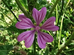 Malva sylvestris