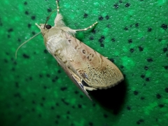 Litoprosopus
