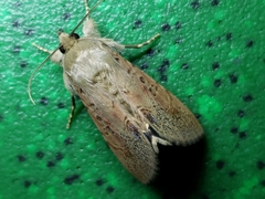 Litoprosopus