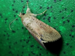 Litoprosopus