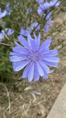 Cichorium intybus