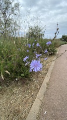 Cichorium intybus