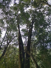 Pterocelastrus tricuspidatus