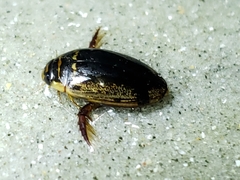 Thermonectus basillaris