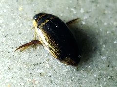 Thermonectus basillaris