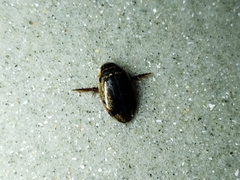 Thermonectus basillaris