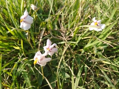 Lycianthes peduncularis