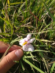 Lycianthes peduncularis