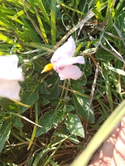 Lycianthes peduncularis
