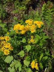 Sinosenecio oldhamianus