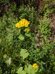 Sinosenecio oldhamianus