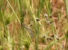 Libelloides ictericus