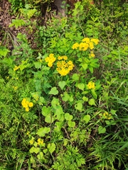 Sinosenecio oldhamianus