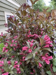 Weigela