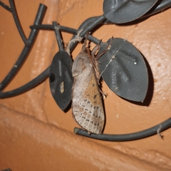 Oxycanus