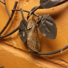 Oxycanus