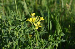 Erysimum diffusum