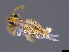 Sminthuridae