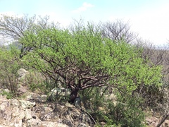 Bursera galeottiana
