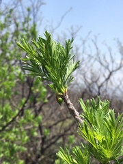 Bursera galeottiana