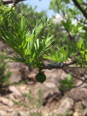 Bursera galeottiana