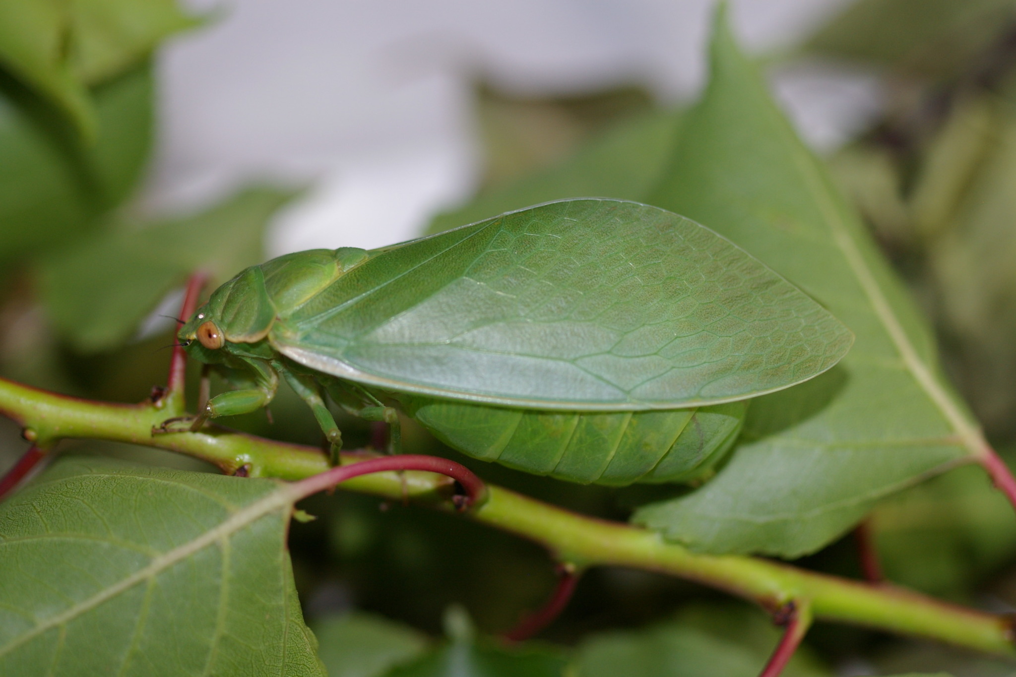 Bladder Cicada (Cystosoma saundersii) · iNaturalist