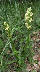 Dactylorhiza insularis