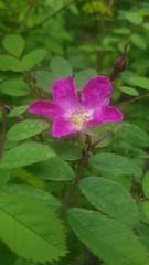 Rosa pendulina