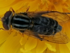 Anasimyia interpuncta
