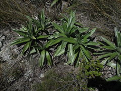 Celmisia semicordata