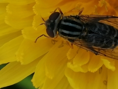 Anasimyia interpuncta