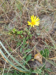 Noticastrum acuminatum