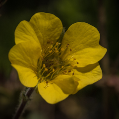 Geum capense