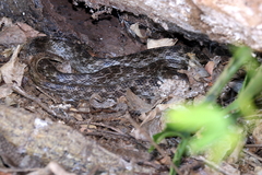 Madagascarophis colubrinus