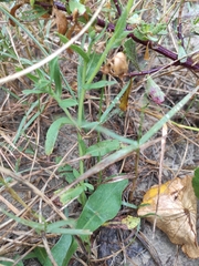 Noticastrum acuminatum
