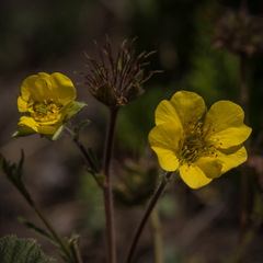 Geum capense