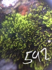 Amphidium lapponicum