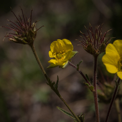 Geum capense