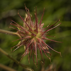 Geum capense