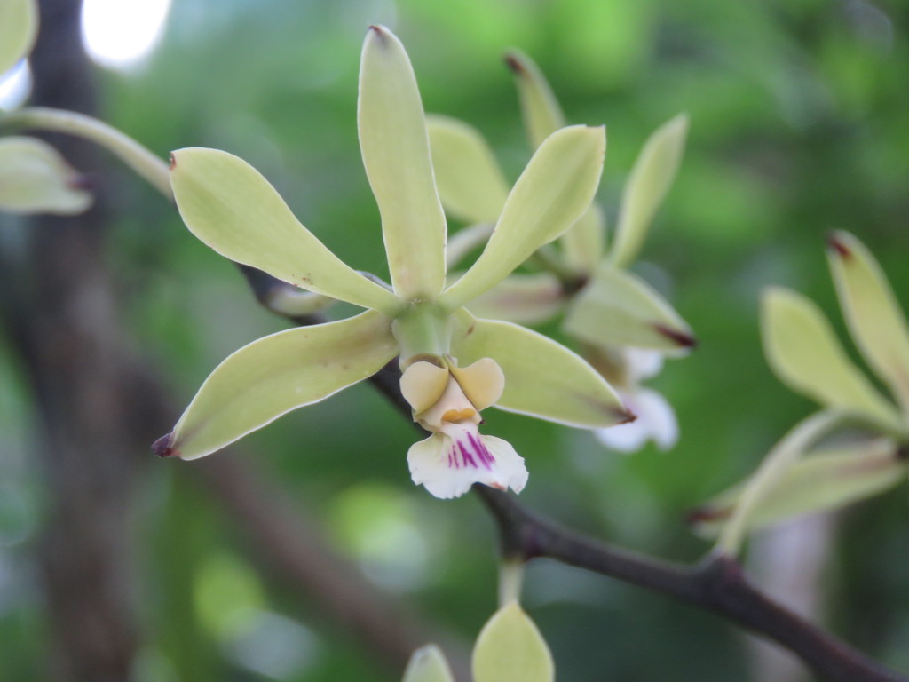 Encyclia ceratistes (Lindl.) Schltr. 4