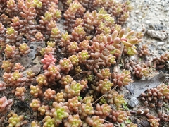 Sedum album