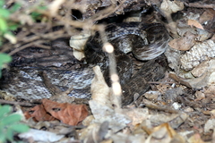 Madagascarophis colubrinus