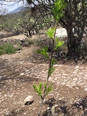 Bursera galeottiana