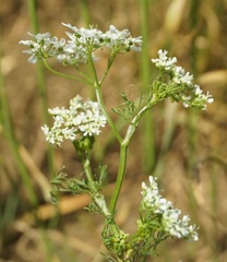 Bifora radians