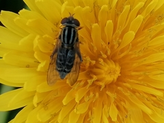 Anasimyia interpuncta