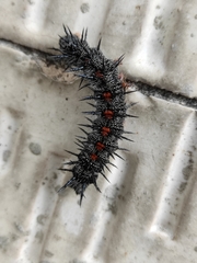 Nymphalis antiopa antiopa